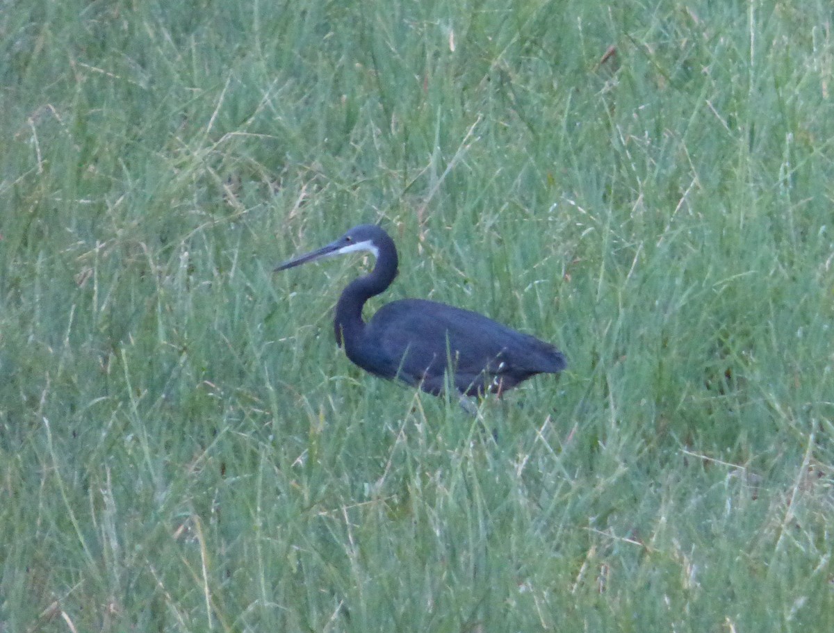 Western Reef-Heron - ML348788471