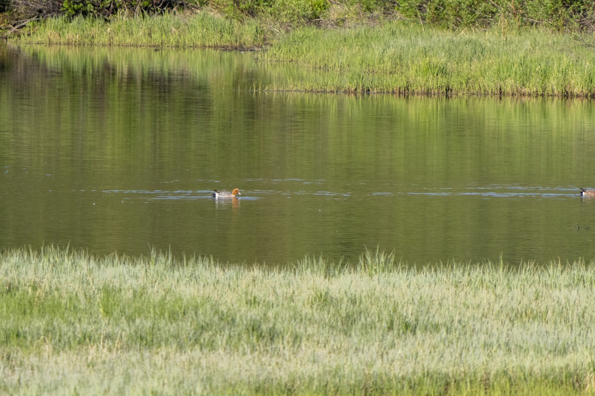 Eurasian Wigeon - ML348788481