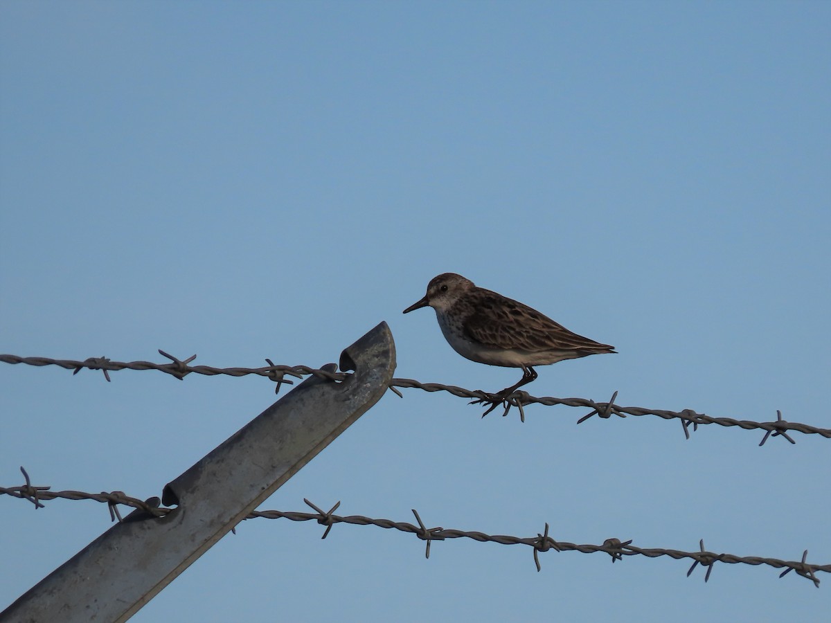 Semipalmated Sandpiper - ML348788781