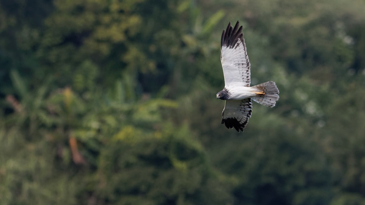 Reunion Harrier - ML348790281