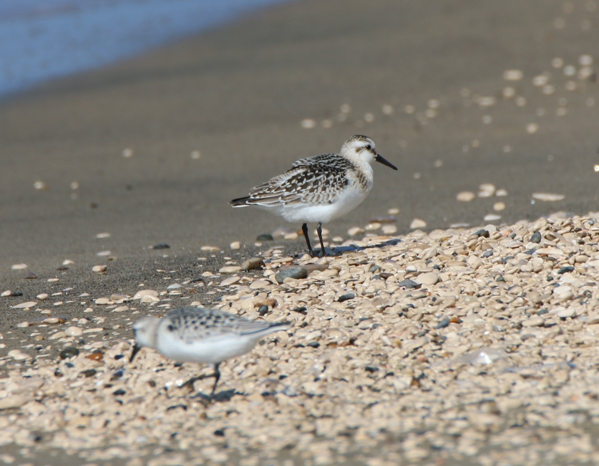 Sanderling - Samuele Ramellini