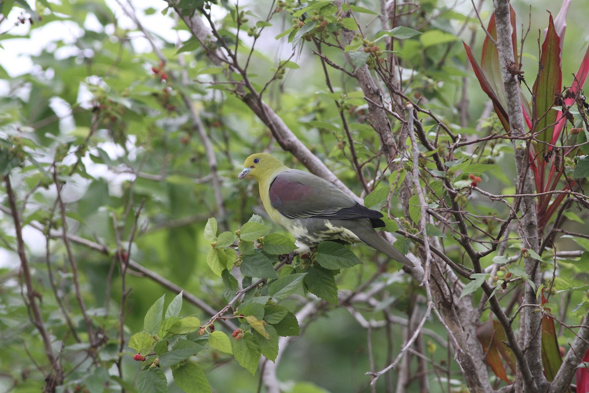 White-bellied Green-Pigeon - ML348791541