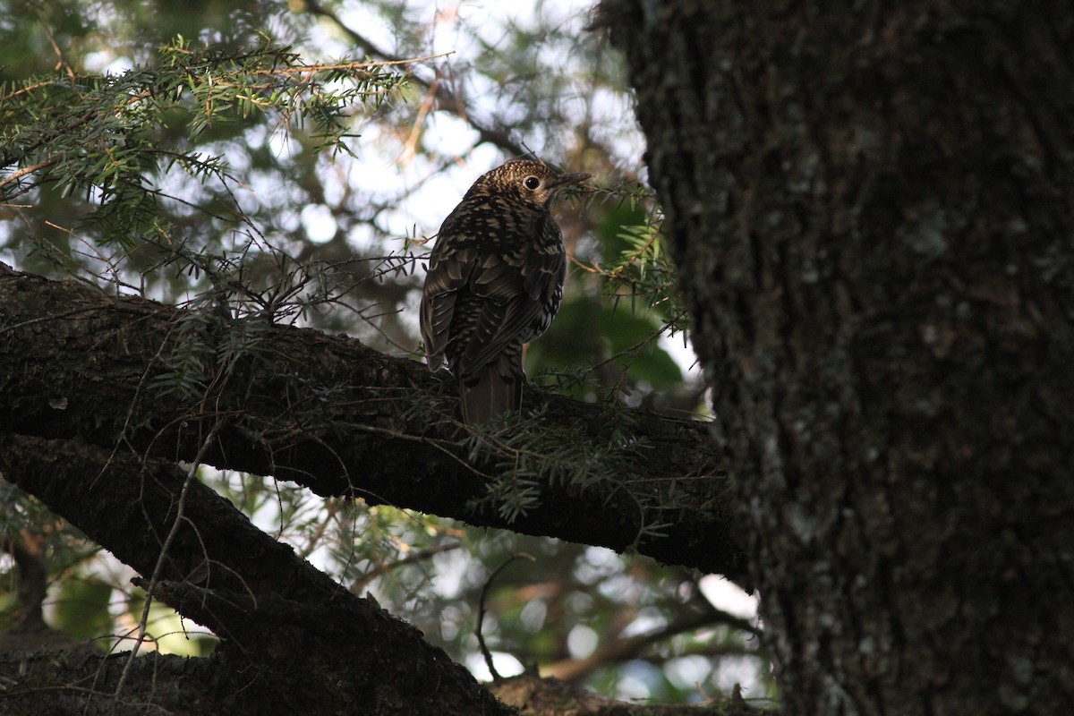 White's Thrush - 羅 美玉