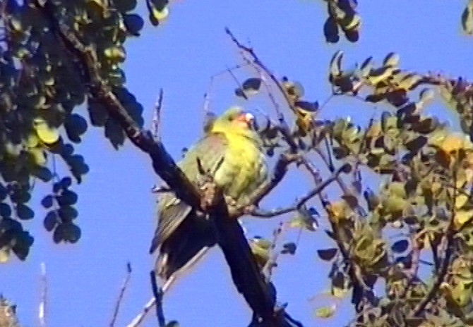 Африканский зелёный голубь [группа calvus] - ML348792341