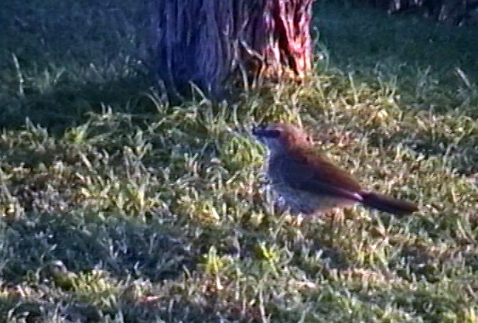 Hartlaub's Babbler - ML348792401