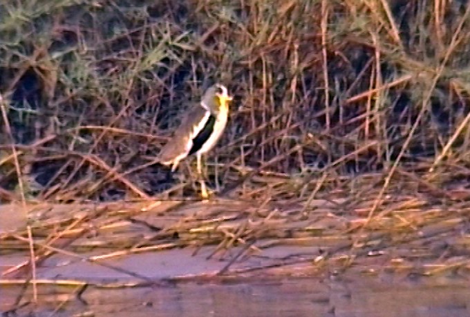 White-crowned Lapwing - ML348792661