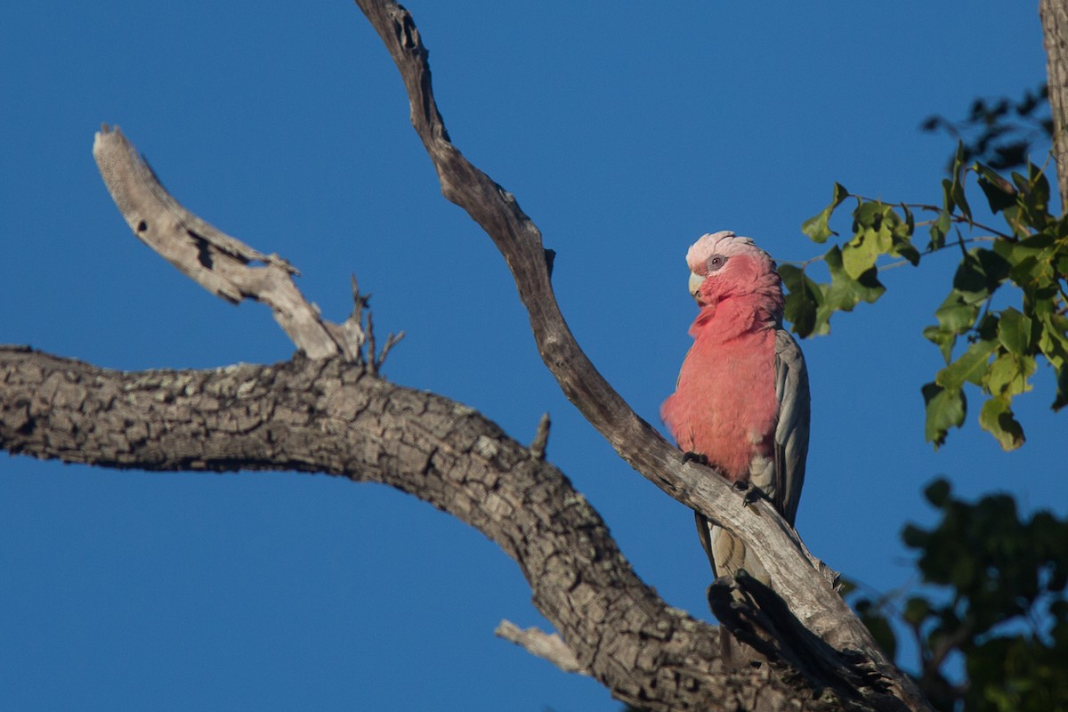 Galah - Geoff Dennis