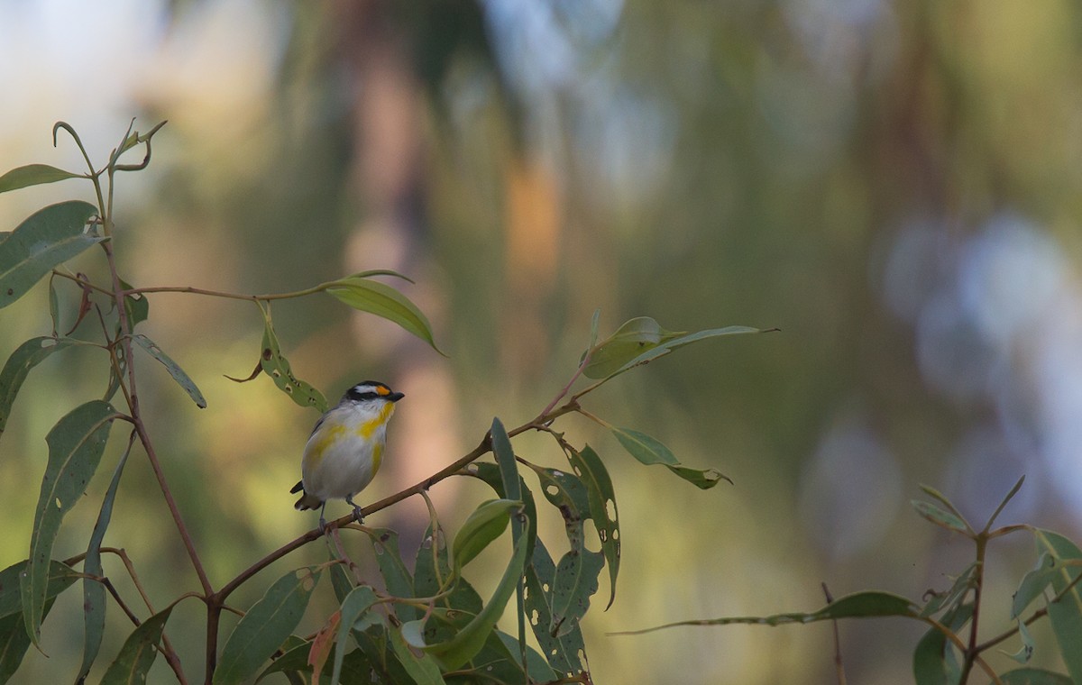 Striated Pardalote - ML348792961