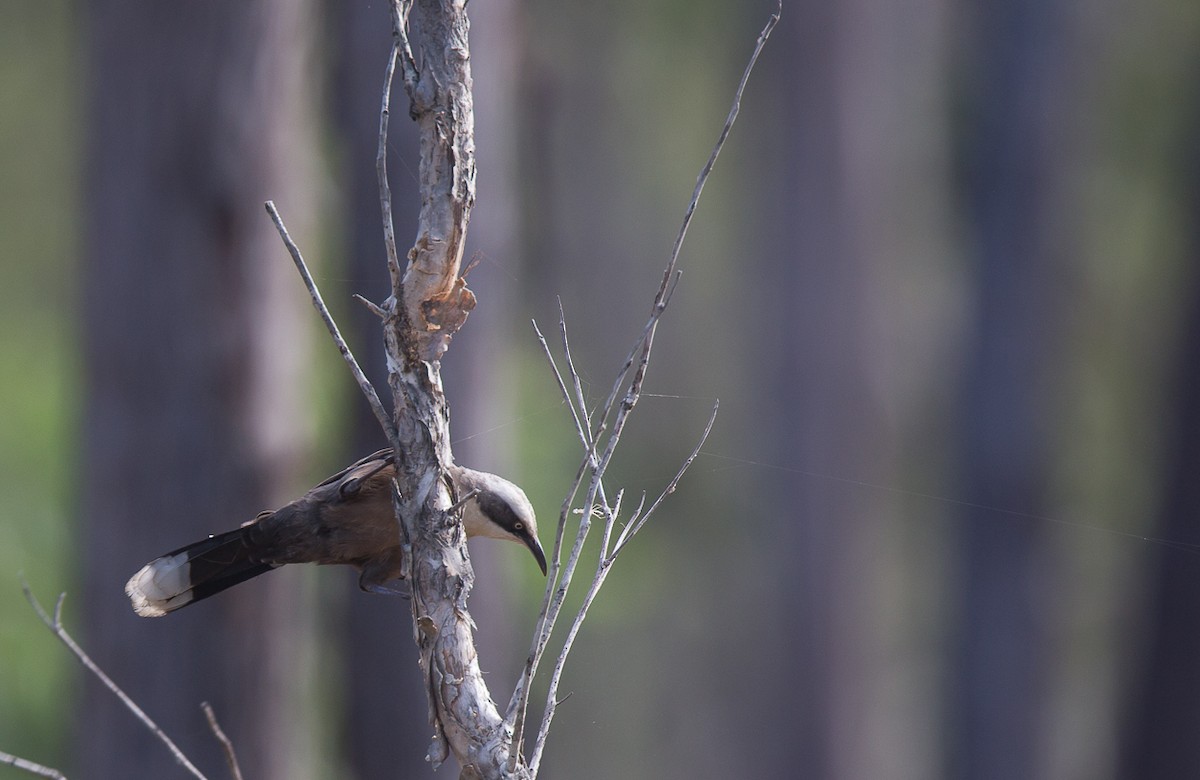 Gray-crowned Babbler - Geoff Dennis