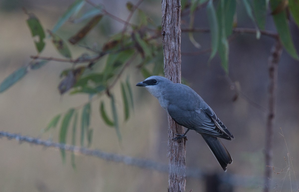 White-bellied Cuckooshrike - ML348792981