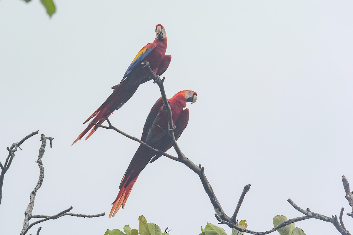 Scarlet Macaw - ML348794471