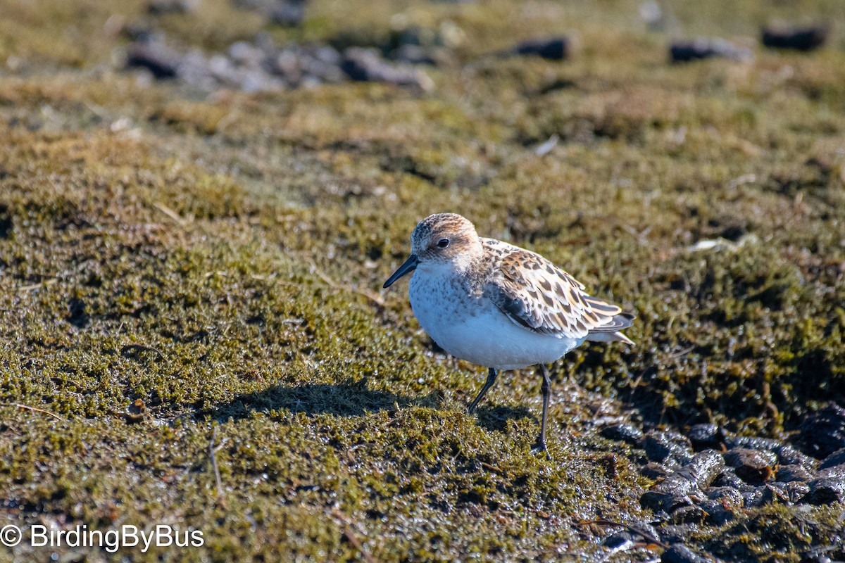 Little Stint - ML348795931