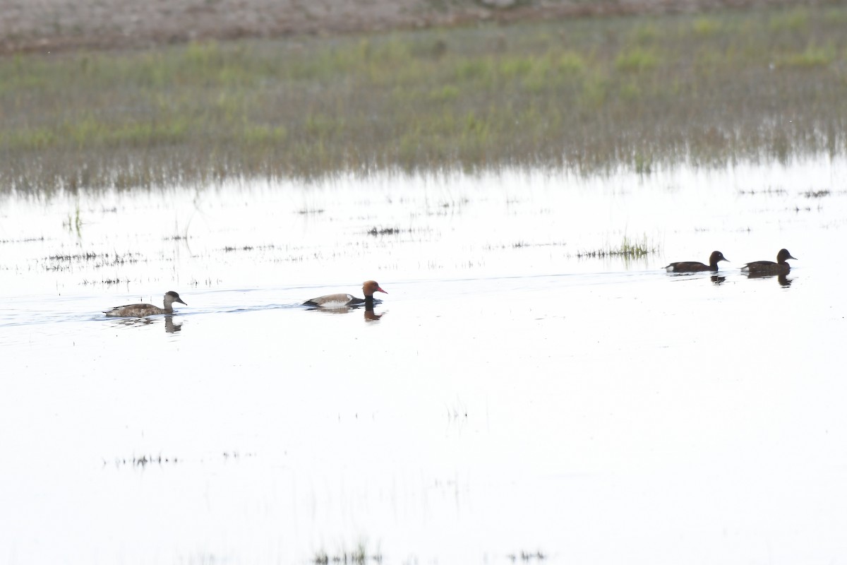 Red-crested Pochard - ML348796301