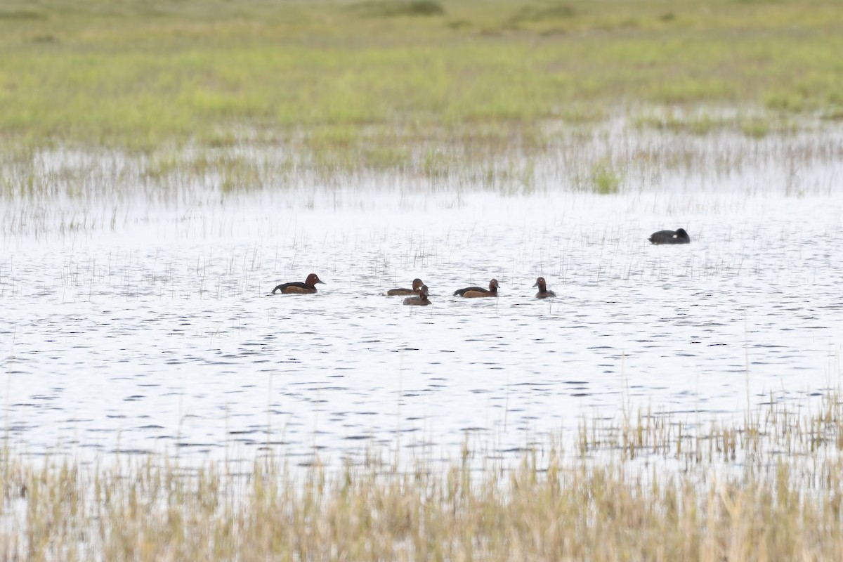 Ferruginous Duck - ML348796341