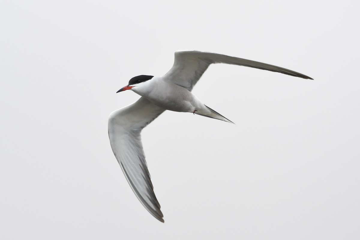 Common Tern - Joye Zhou