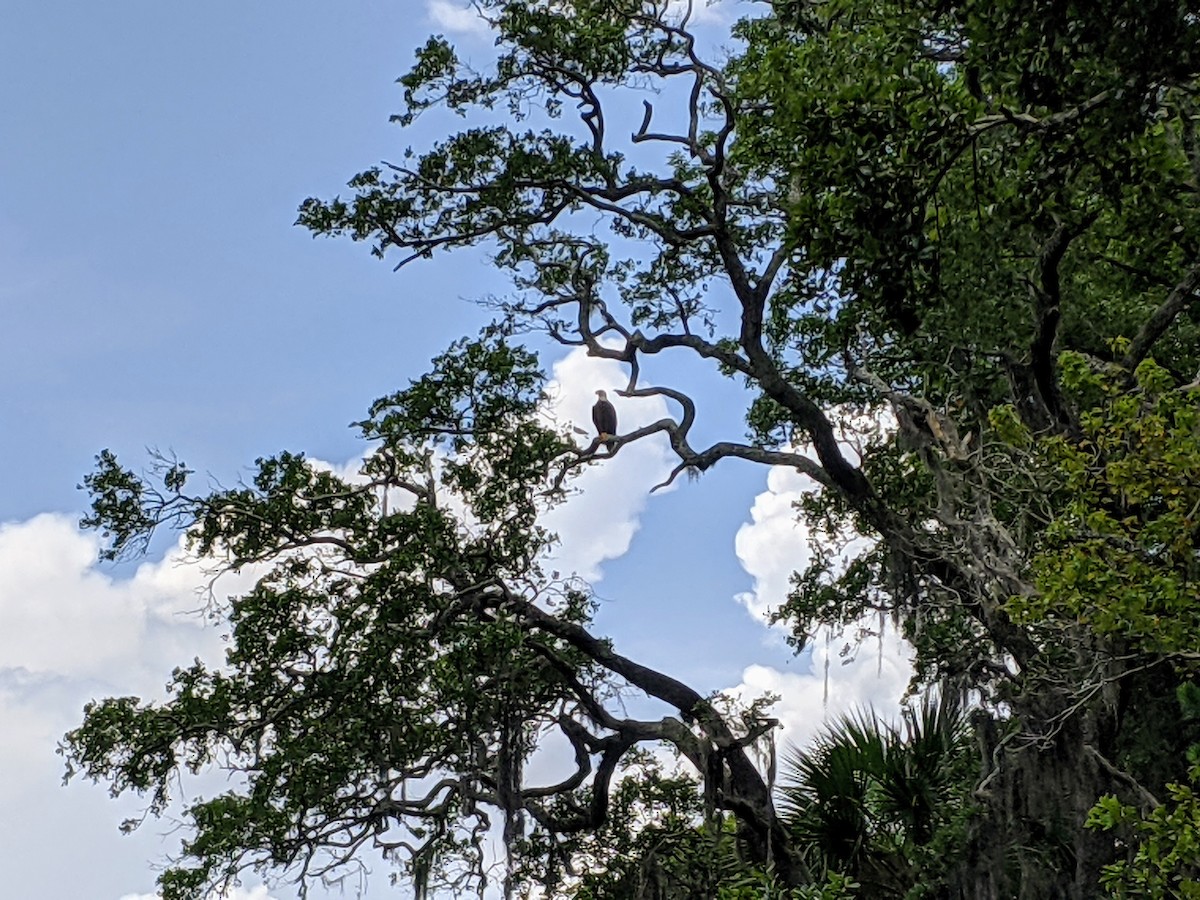 Bald Eagle - ML348797161