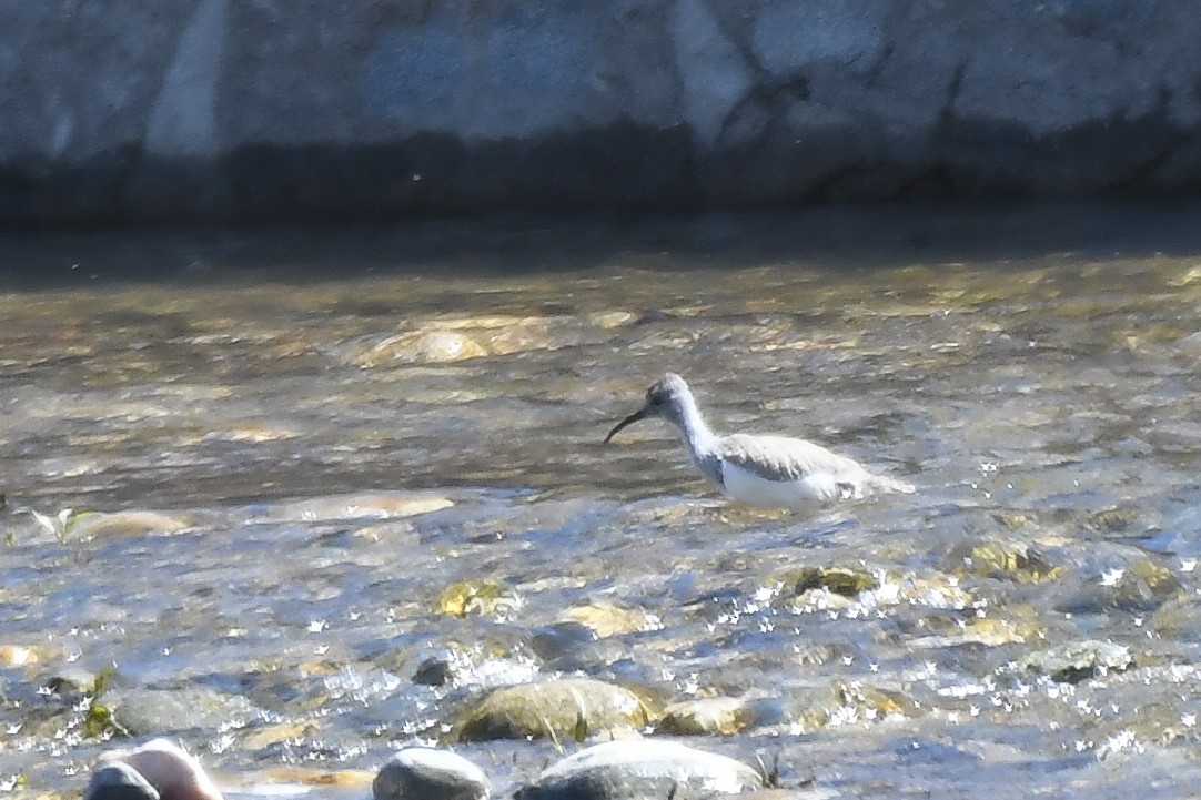 Bec-d'ibis tibétain - ML348797211