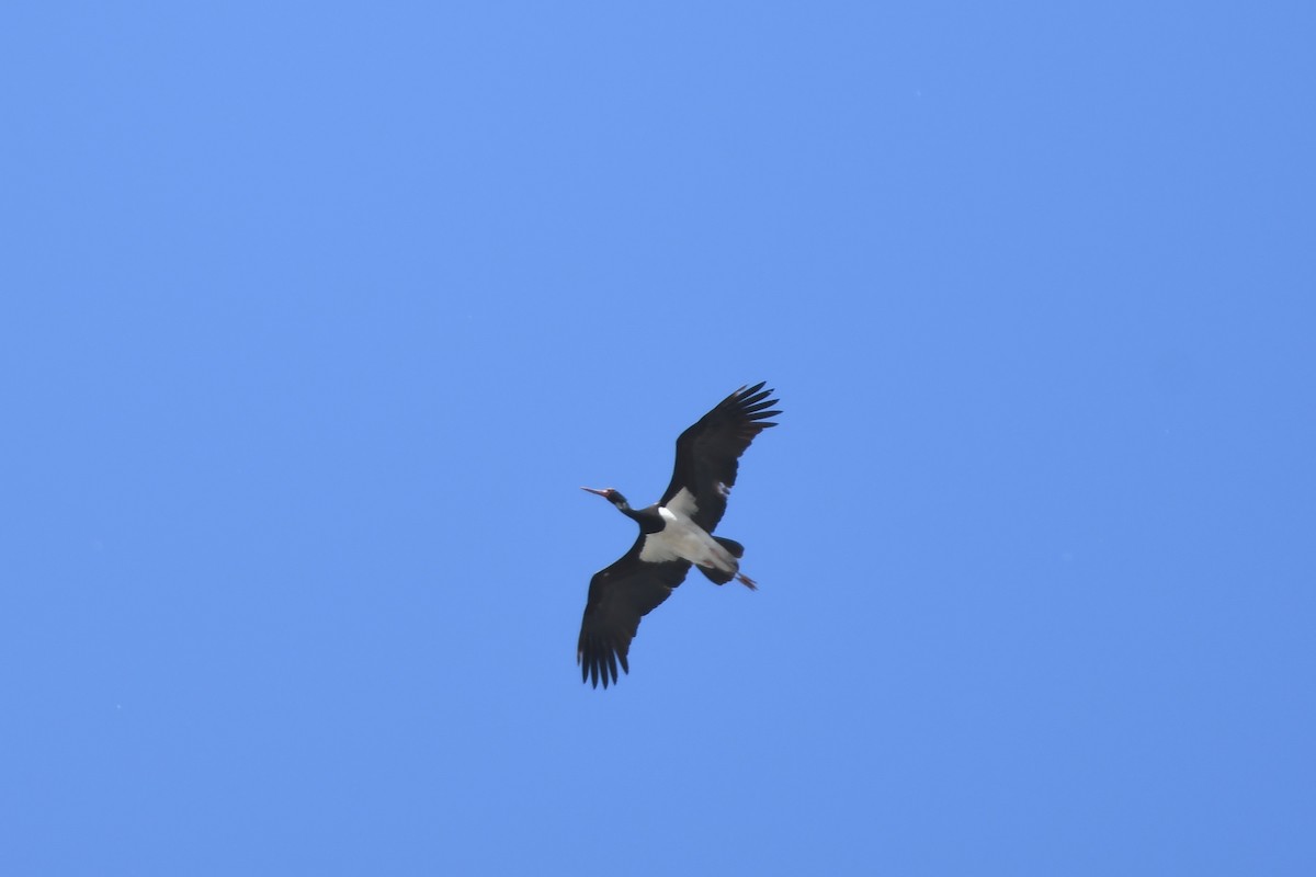 Black Stork - Joye Zhou