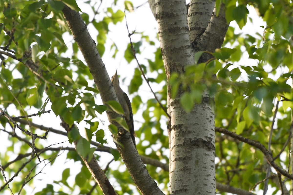 Gray-headed Woodpecker - ML348797281