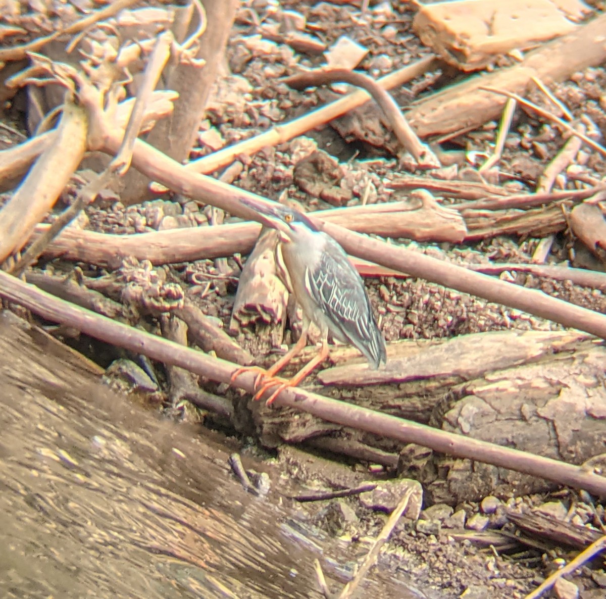 Striated Heron - ML348799411