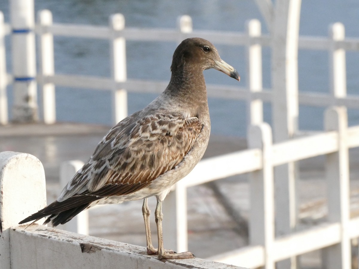 Belcher's Gull - Alexandre Vinot