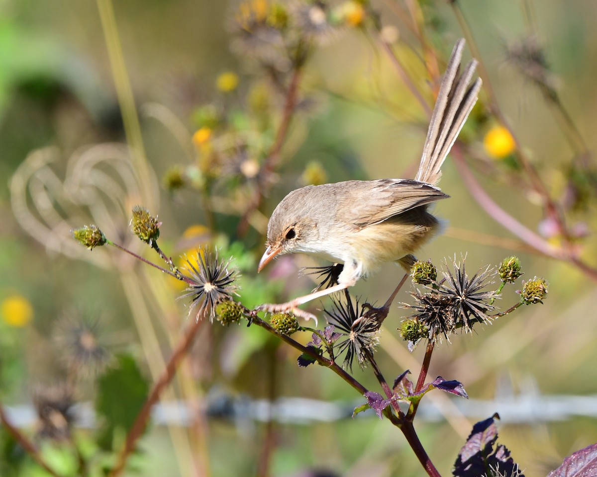 Red-backed Fairywren - Andy Gee