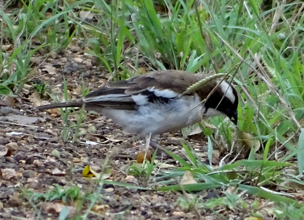 White-browed Sparrow-Weaver - ML348804971