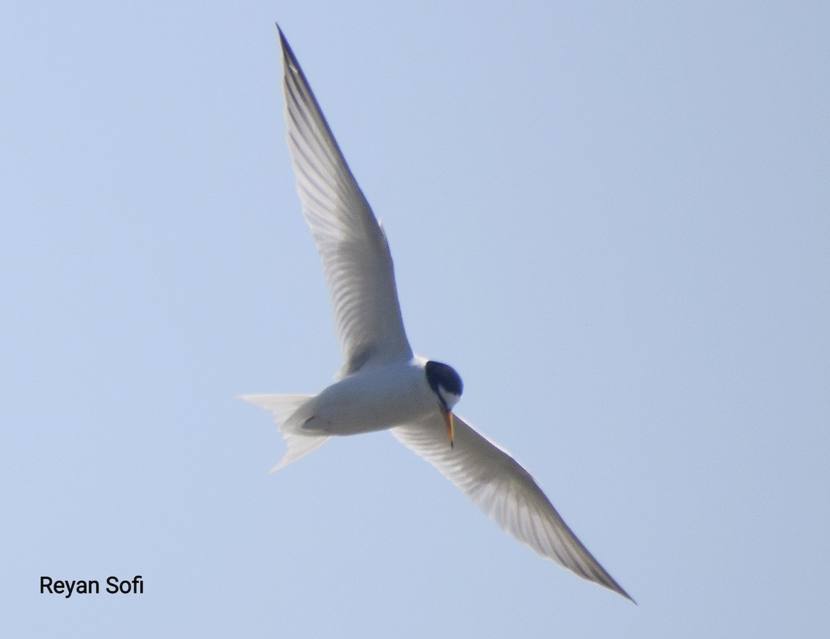 Little Tern - ML348805021