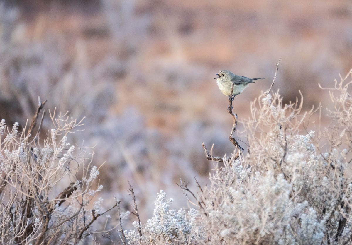 Slender-billed Thornbill - Simon Gorta