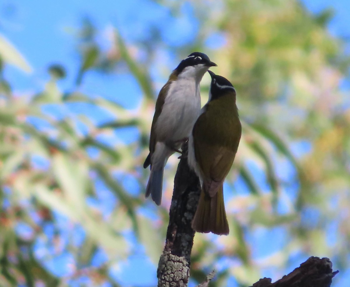 White-throated Honeyeater - ML348806641