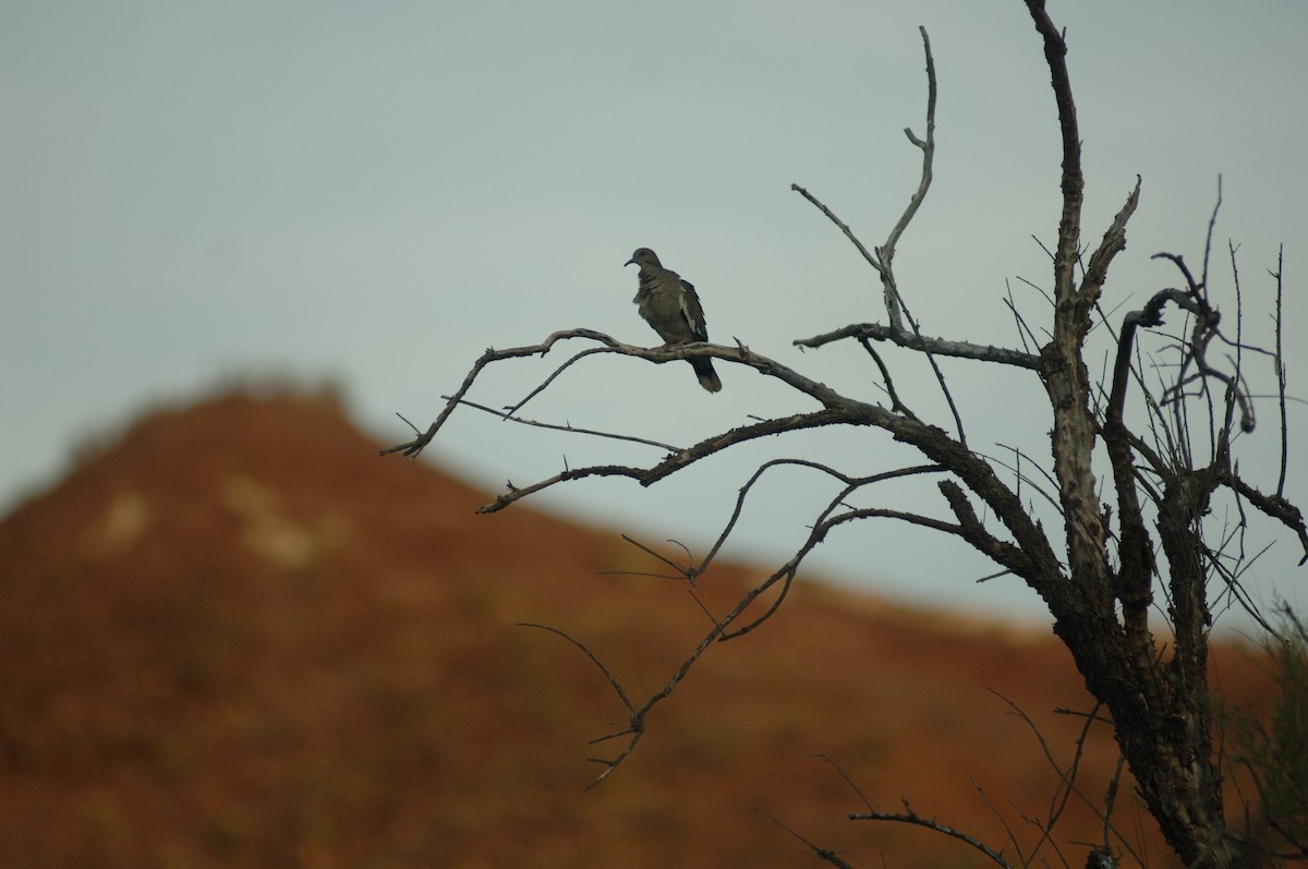 White-winged Dove - ML348807301