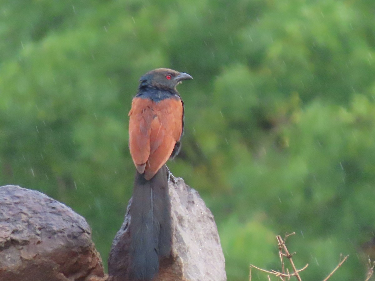 Greater Coucal - ML348807421