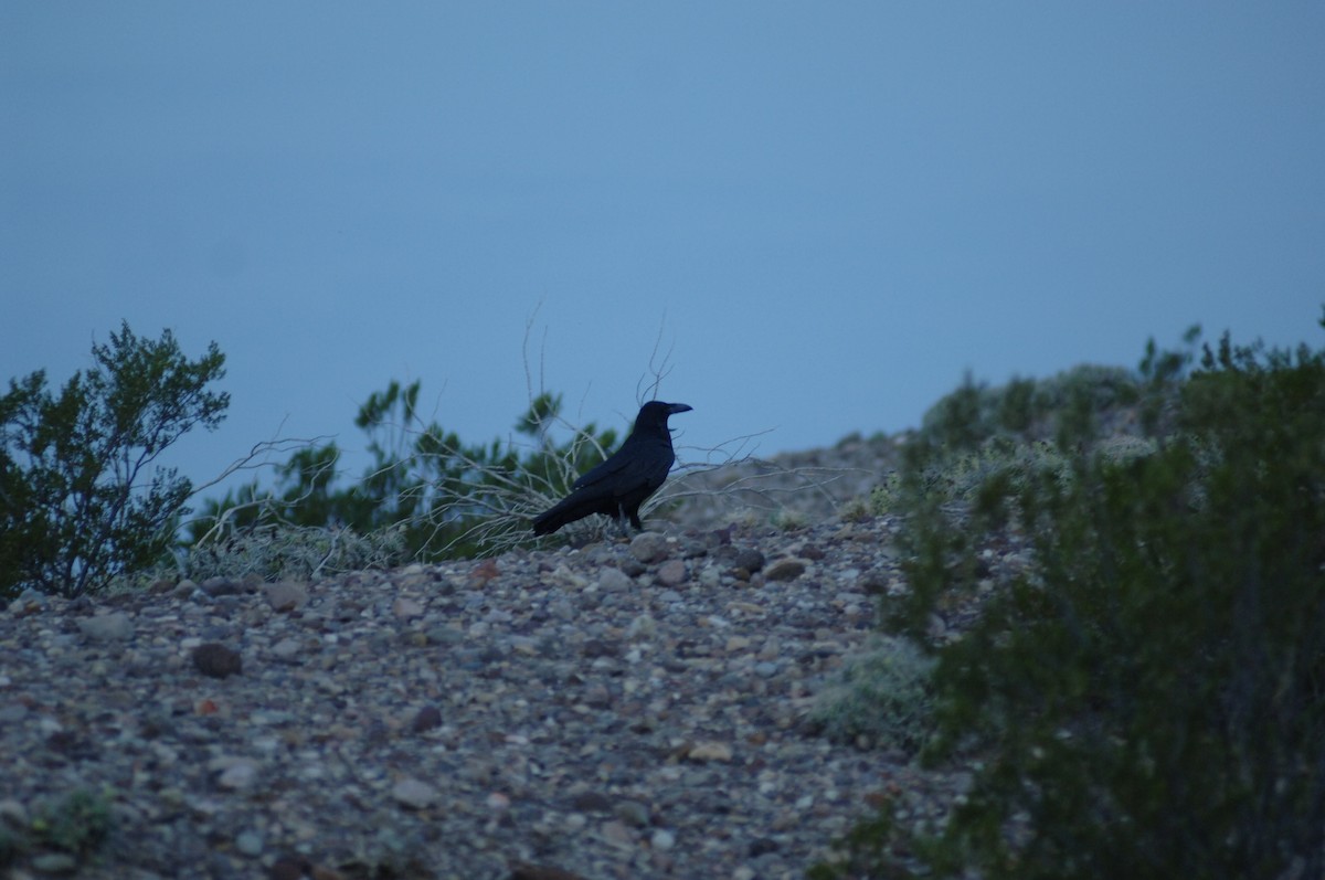 Common Raven - ML348807611