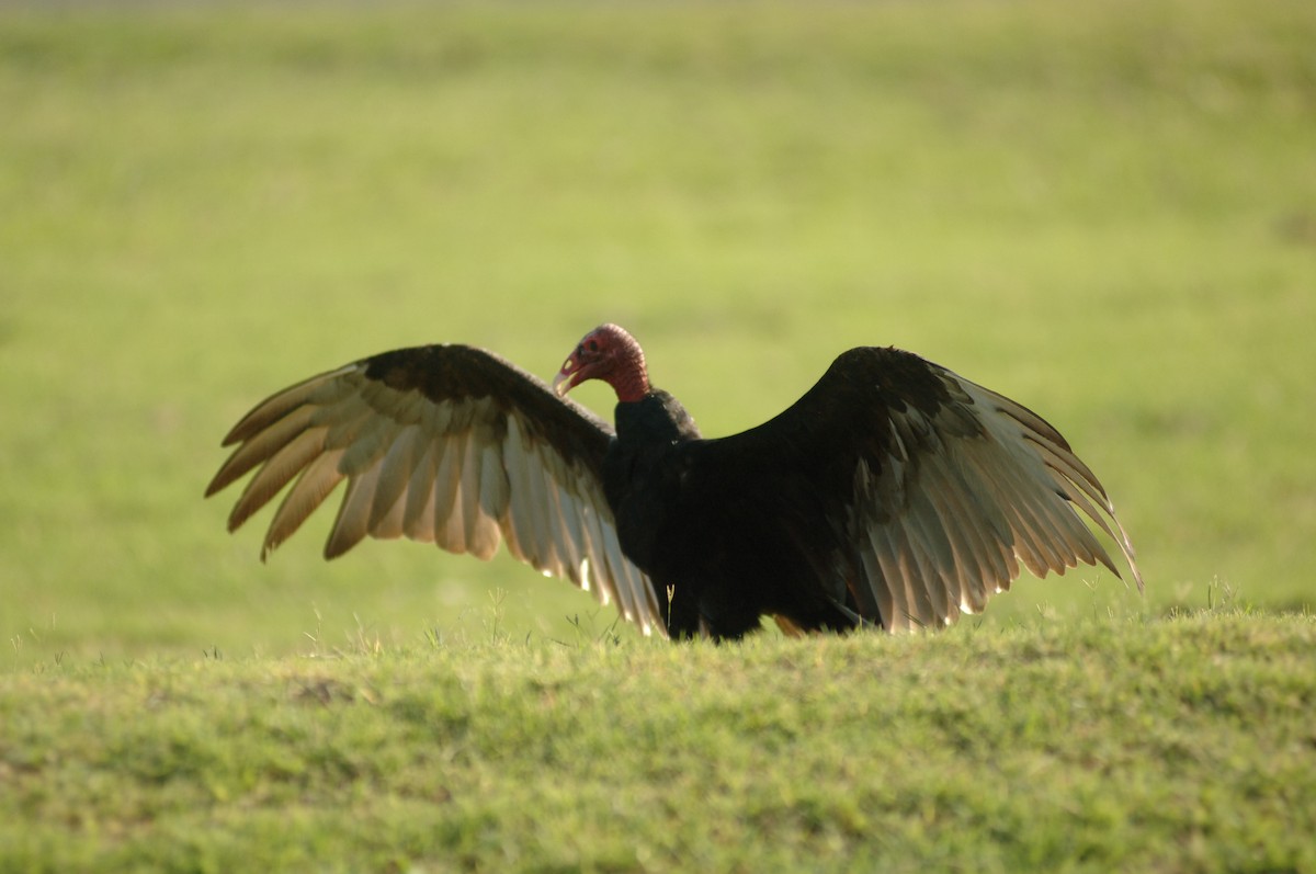 Turkey Vulture - ML348807681