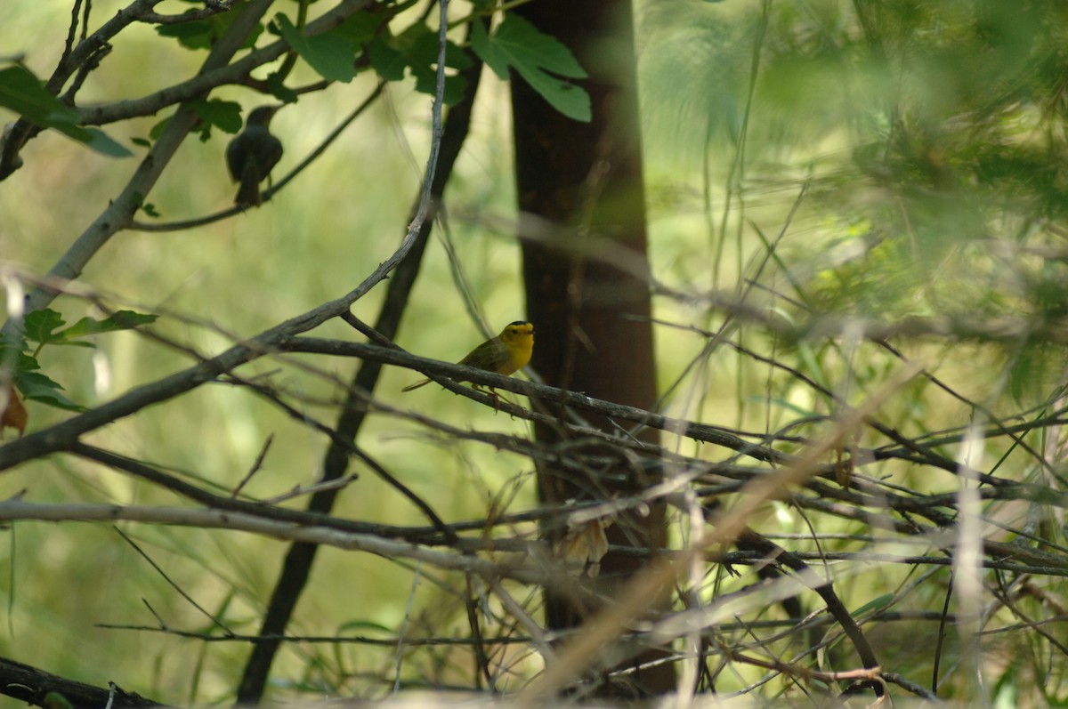 Wilson's Warbler - ML348807771