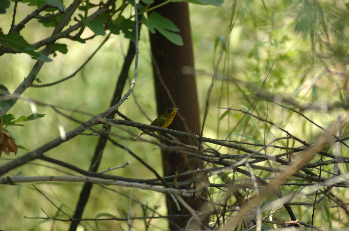Wilson's Warbler - ML348807781