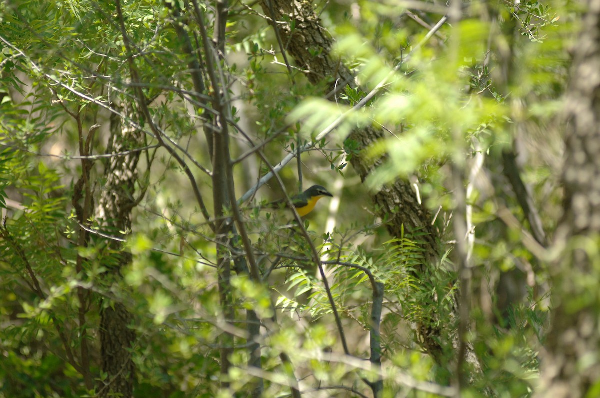 Yellow-breasted Chat - ML348807811