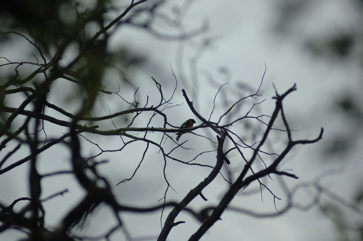 Black-headed Grosbeak - ML348807931
