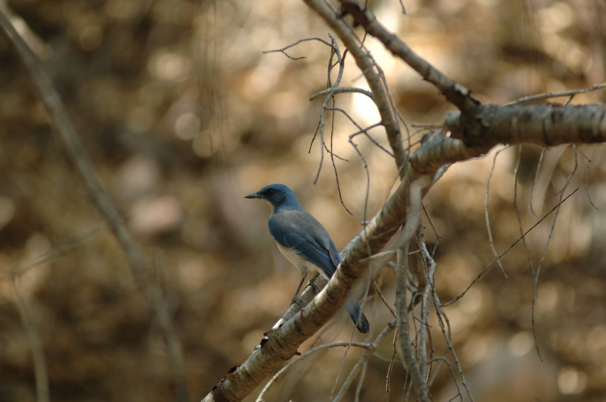 Mexican Jay - ML348808011