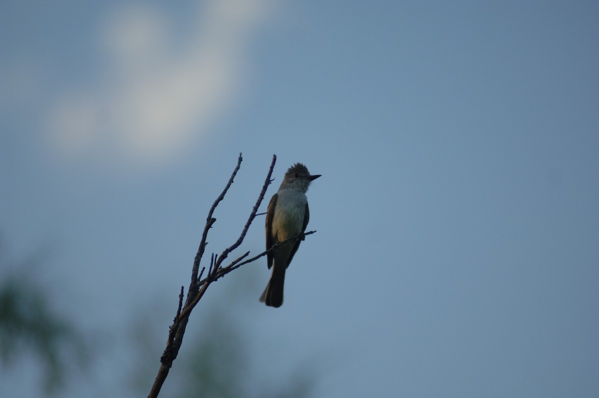 Ash-throated Flycatcher - ML348808511