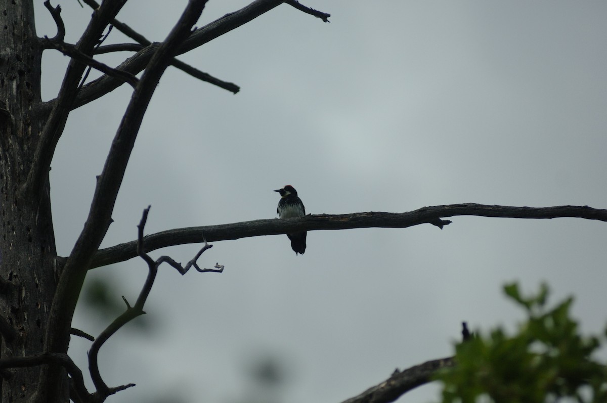 Acorn Woodpecker - ML348808621