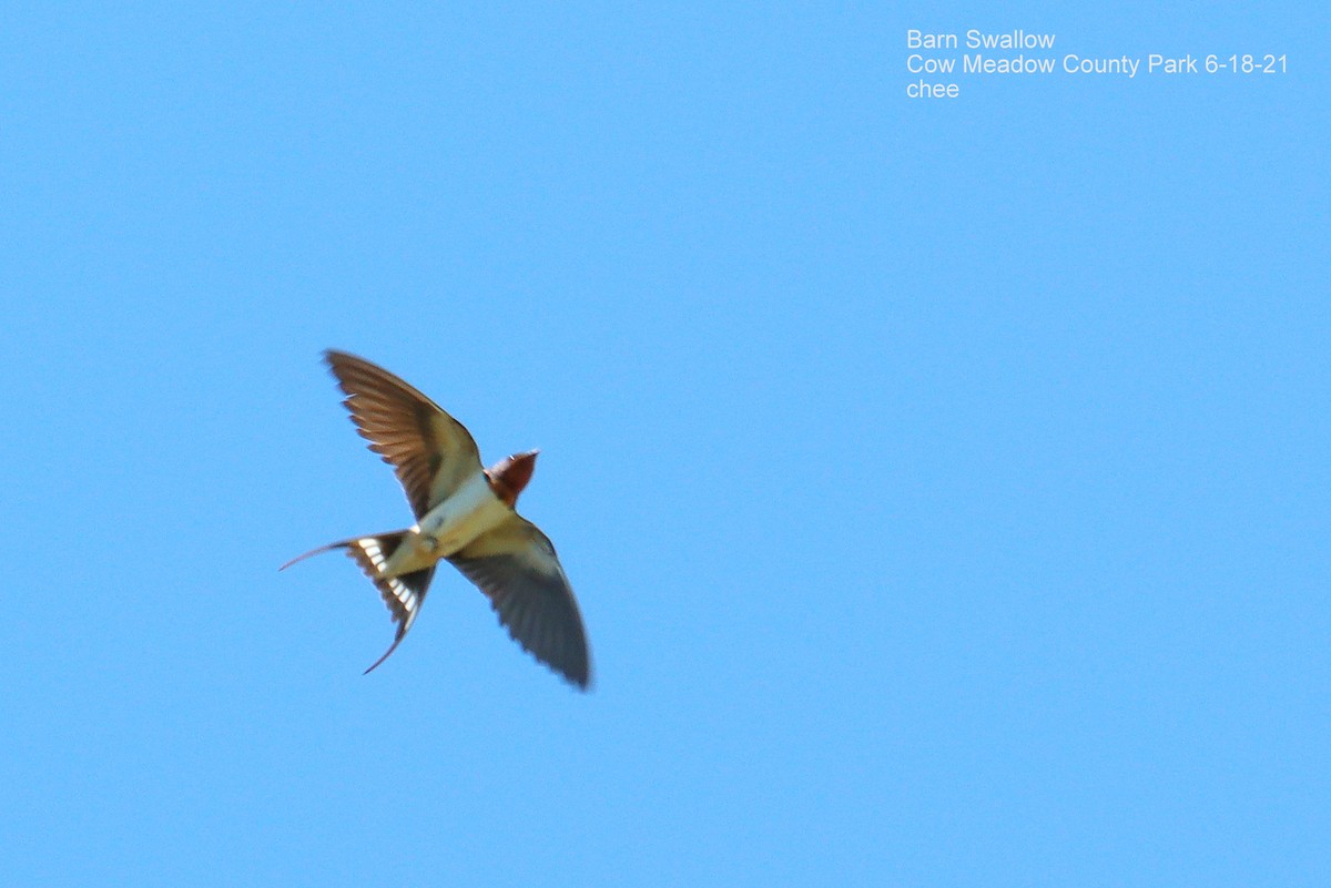 Barn Swallow - ML348808661