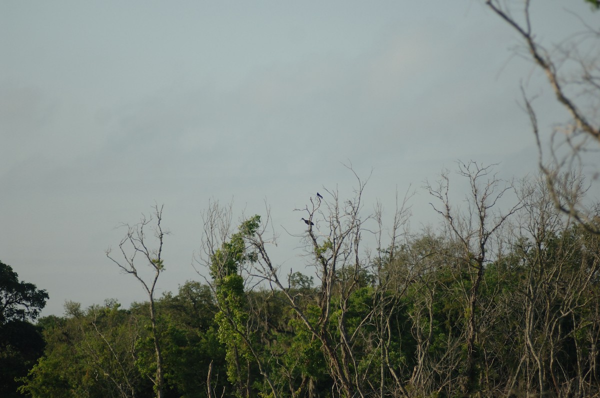 Limpkin - ML348808761