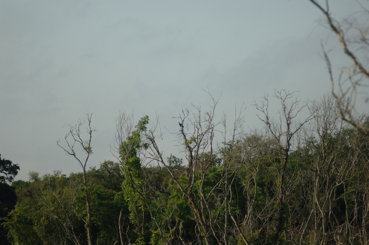 Limpkin - ML348808771