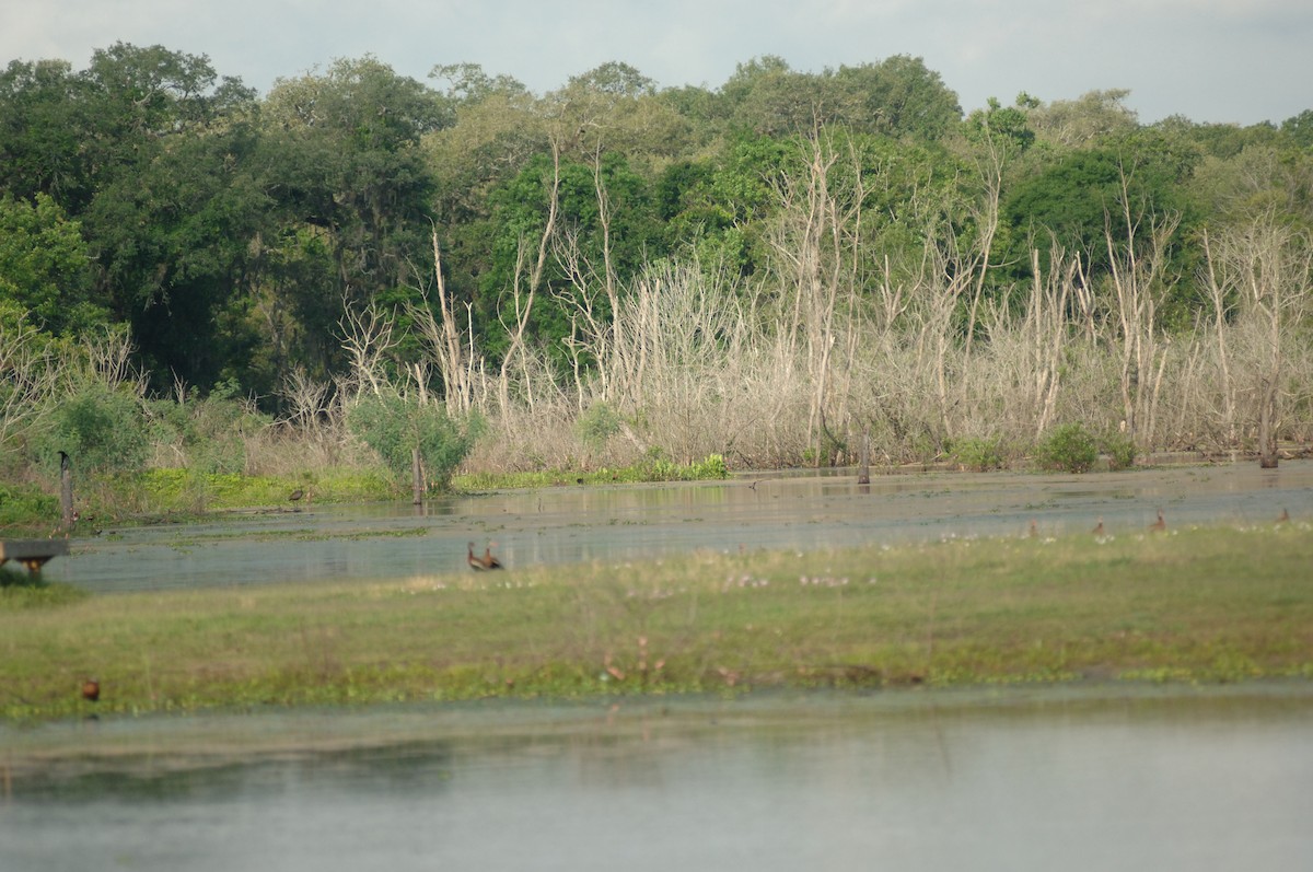 Limpkin - ML348808781