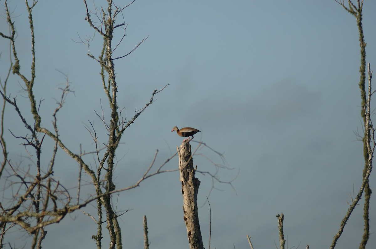 Black-bellied Whistling-Duck - ML348808991