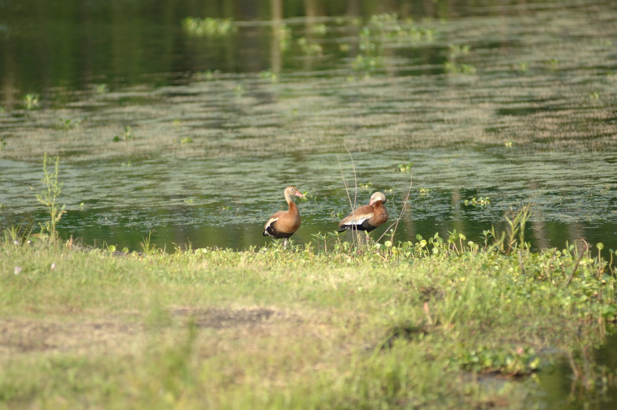 Black-bellied Whistling-Duck - ML348809001