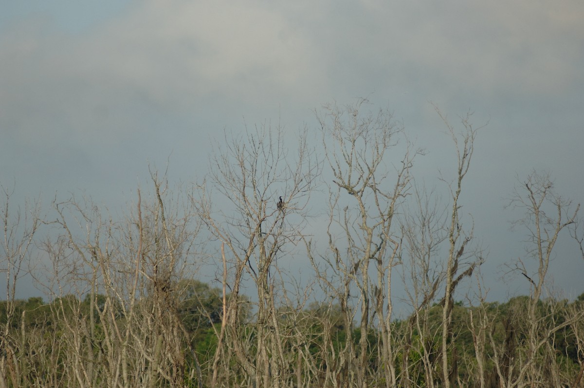 Anhinga - ML348809151