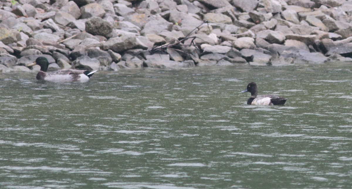 Lesser Scaup - ML348809321