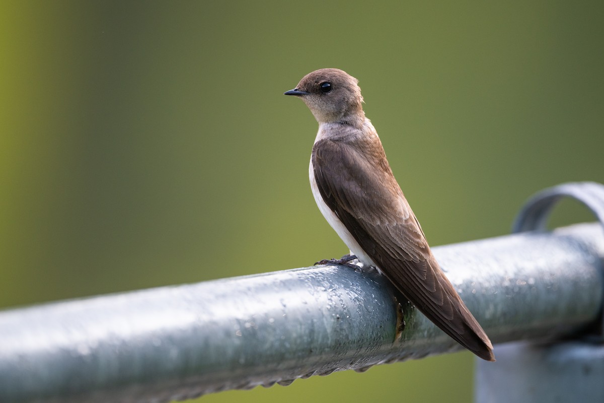 Northern Rough-winged Swallow - ML348809611